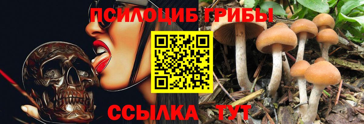 Псилоцибиновые грибы Psilocybe Ульяновск