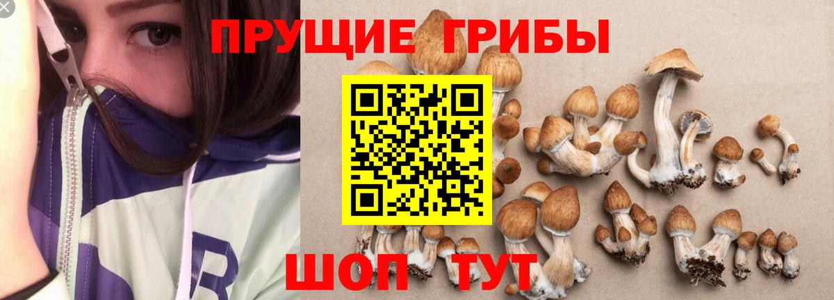 Псилоцибиновые грибы MAGIC MUSHROOMS  Вход с VPN  Ульяновск 